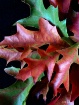 Autumn Oak Leaves
