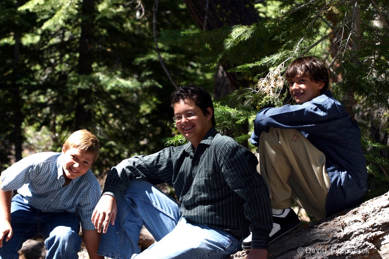 boys tree - ID: 7402039 © David E. Fitzpatrick