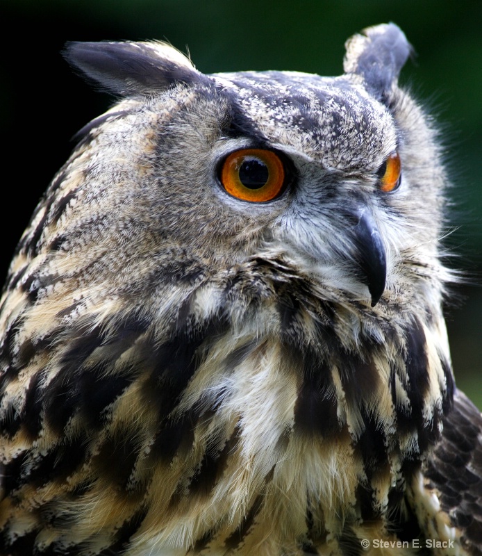 Eagle Owl profile