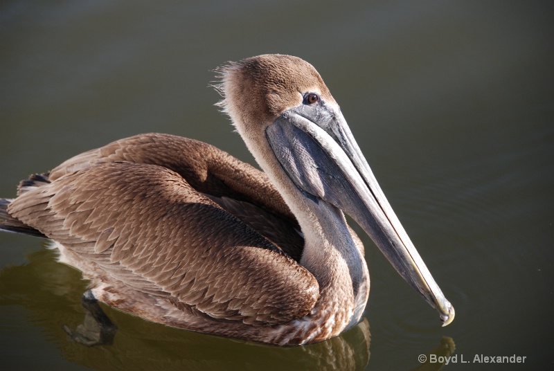 Pelican Smile