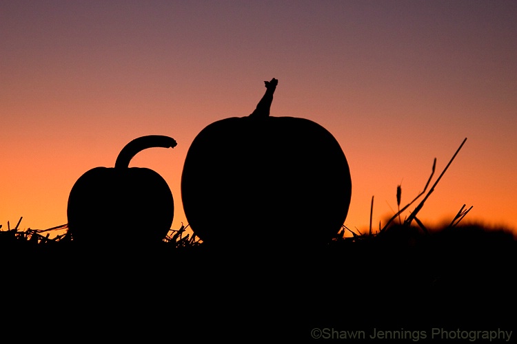 Harvest Silhouette