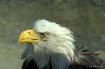 Majestic