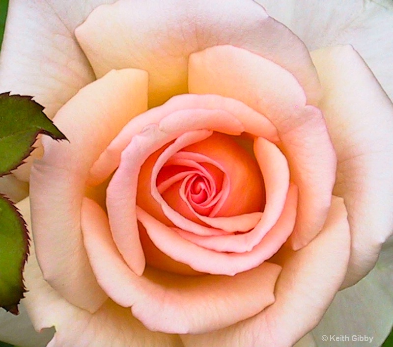Blushing Rose....*