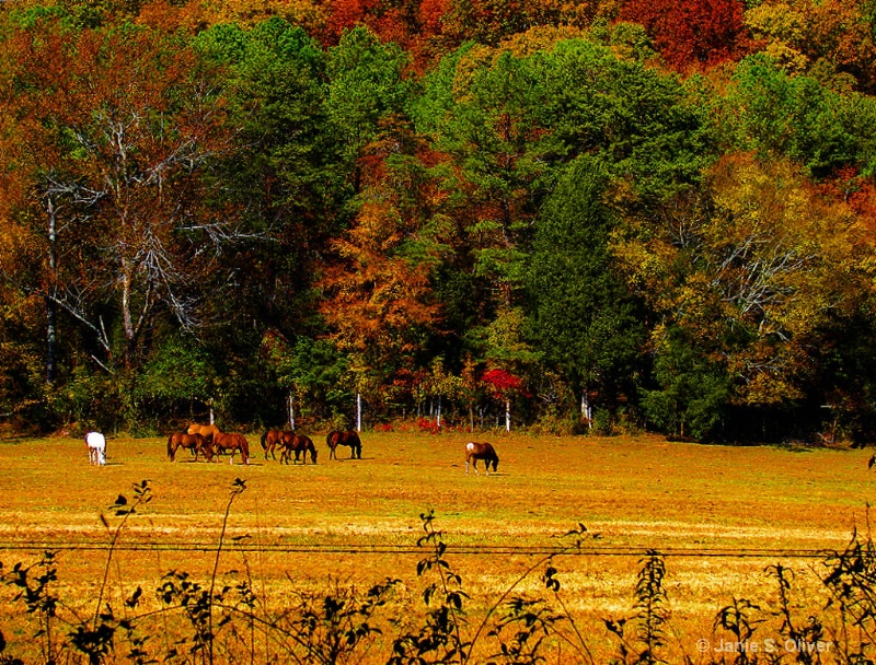 Fall Grazing