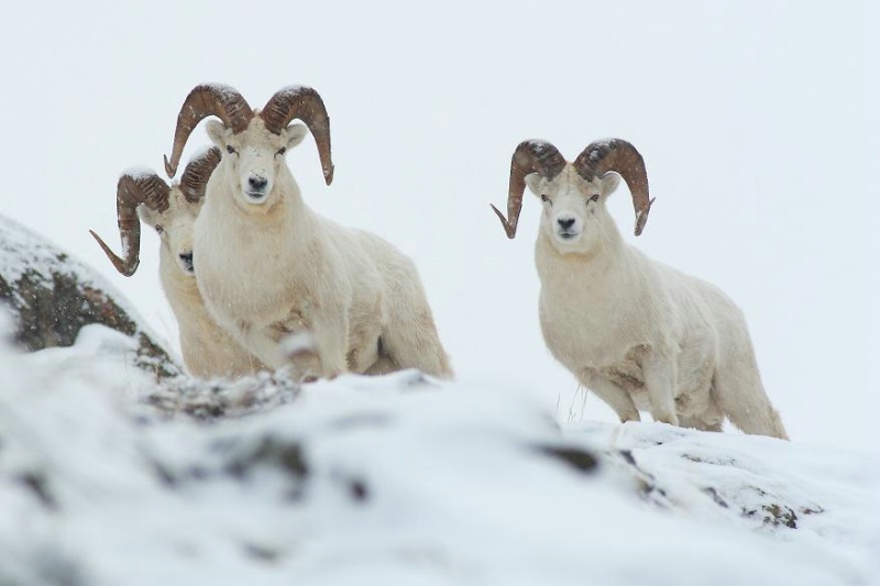 Three Dall Sheep