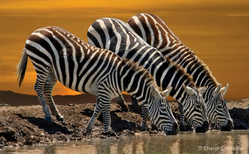 Three Zebras Drinking II