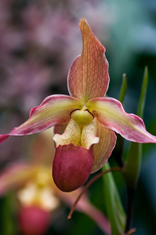 Big Nose Lady's Slipper Orchid