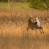 © Michael S. Couch PhotoID# 7414460: Whitetail Buck, GMSNP, 10.27.08