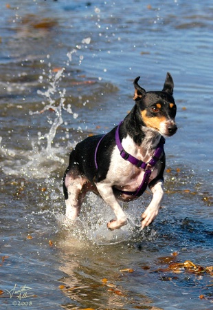 Chipper Chasing His Ball