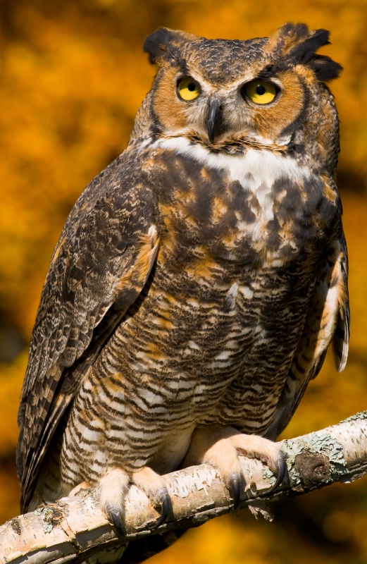 Great Horned Owl