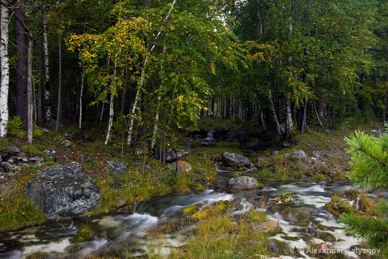 Forest Streams, Sayany Mountains in the fall