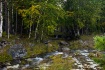 Forest Streams, S...