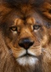 Hand-Held Closeup
