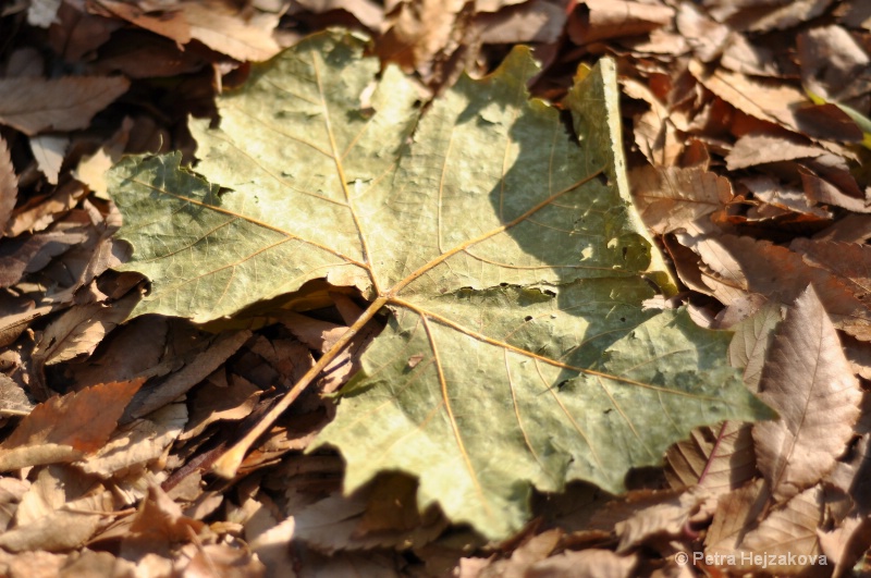 Leaves 3 - Detail