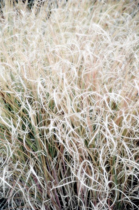 Curly Grass