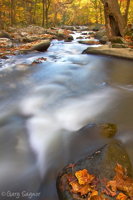 Brandywine Creek, Fall 08