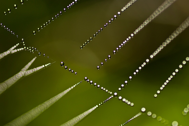 Spiderweb and dew