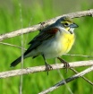 Out on a Limb