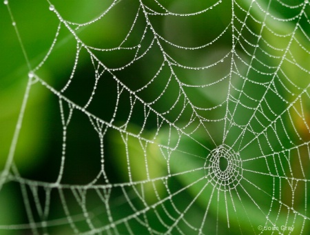 #3 : Early Morning Spider Web