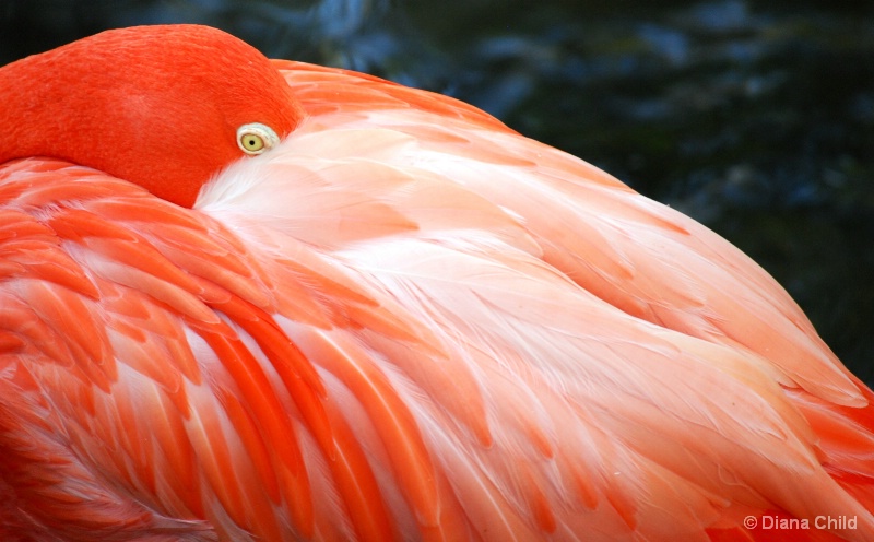 Flamingo