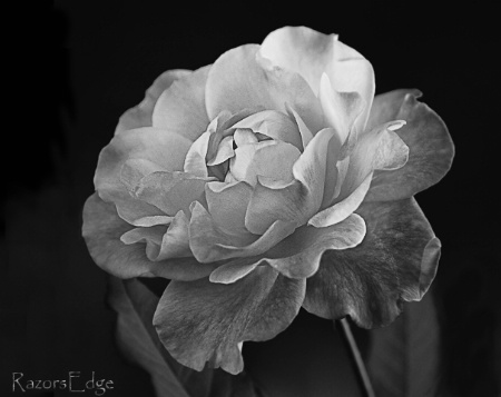 Delicate Petals