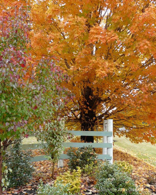 Maple Tree in the Fall