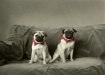 Good Dogs!
