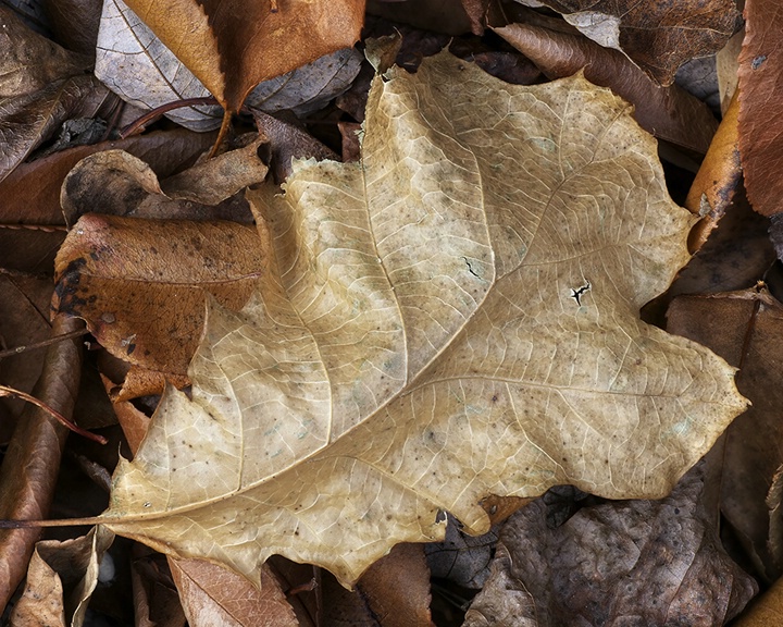 Leafscapes #4