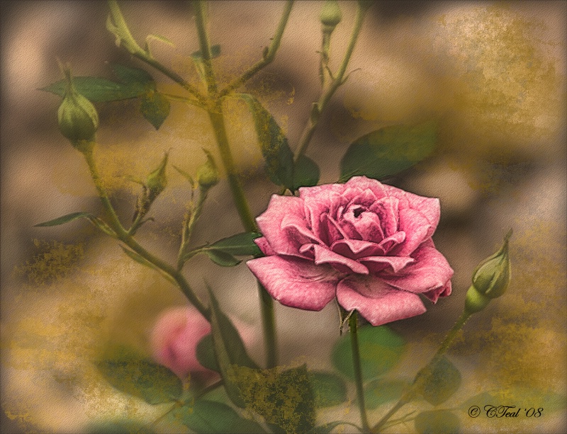 Vintage Rose (Happy B'day Kara!)