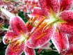 Stargazers II