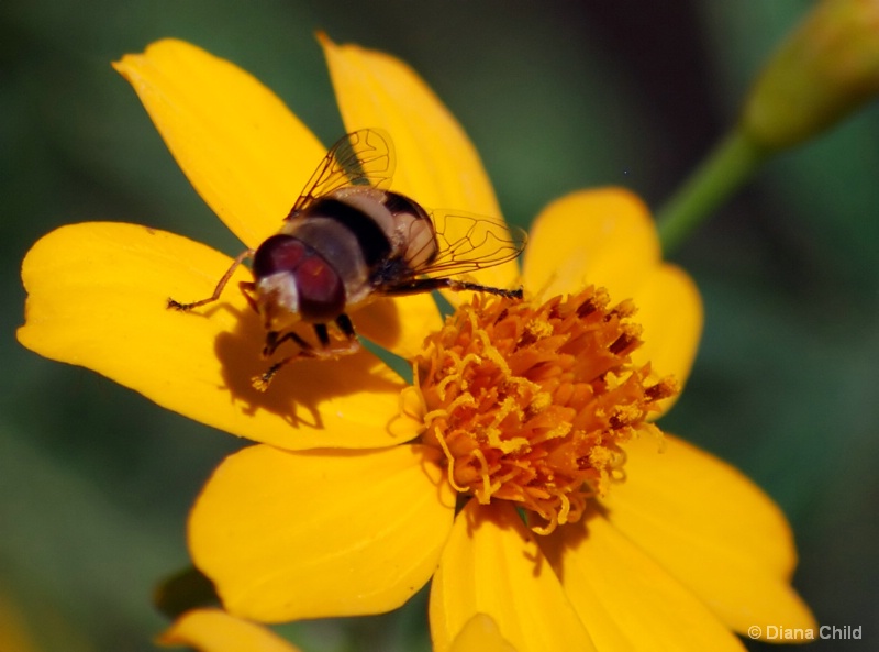 Fly Close-Up