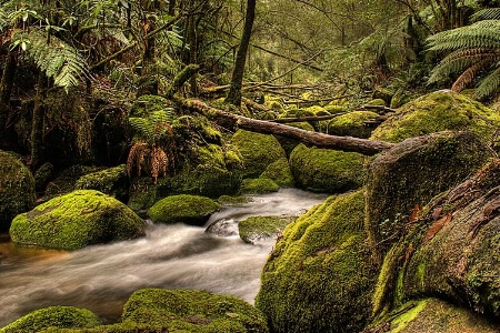 Temperate Forest Creek