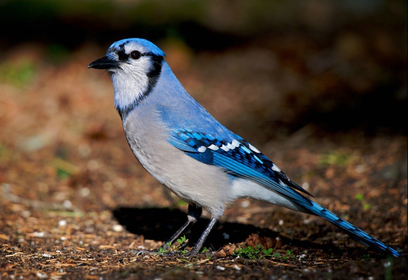 Blue Jay