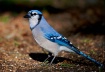 Blue Jay