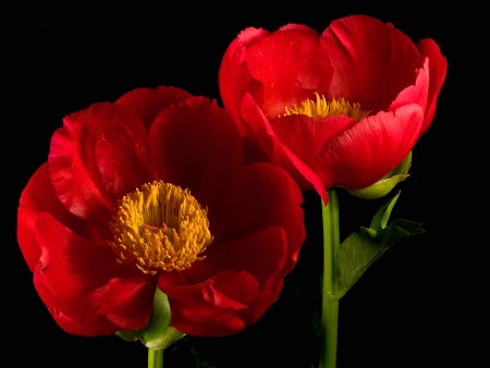 Red Peonies