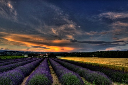 Purple Sunset