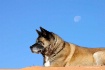 Bark at the moon