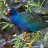 © Cliff Kolber PhotoID # 7435743: <B>PURPLE GALLINULE</B>