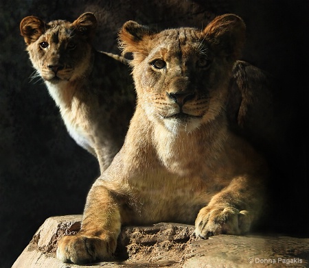 Two Lion Cubs