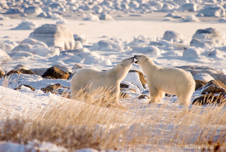Polar Bear Play - ID: 7435928 © Gary W. Potts