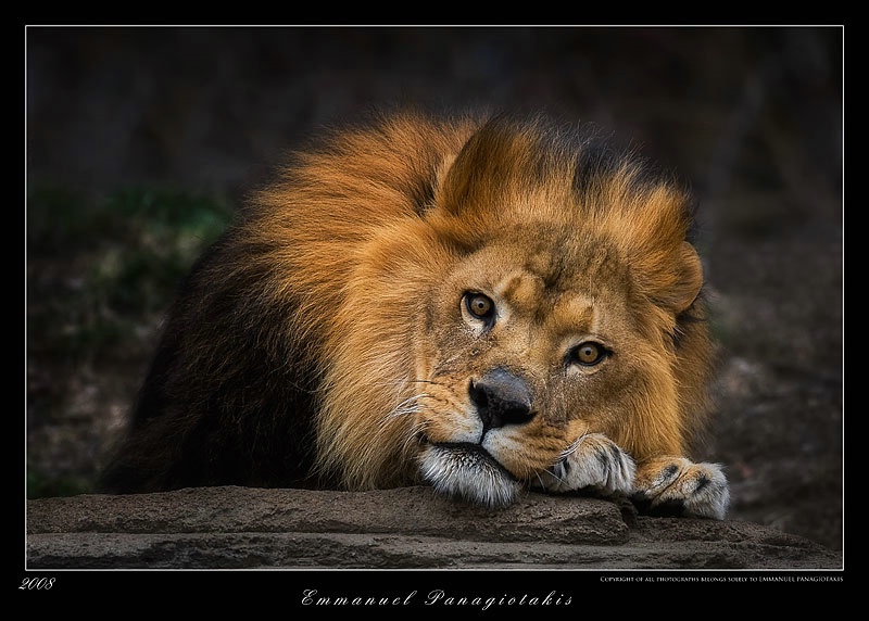 lion Portrait