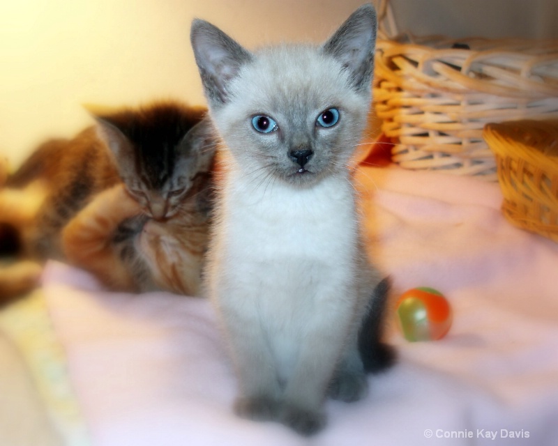 Blue Eyed Kitten