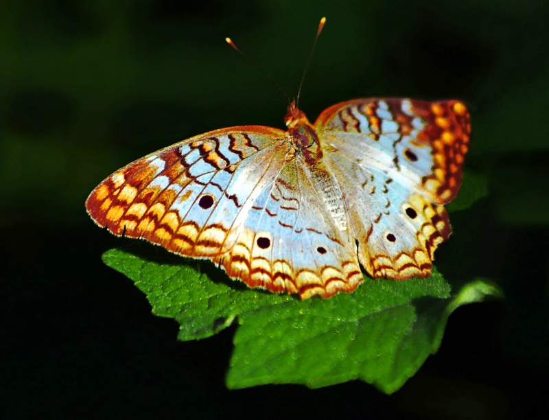 The White Peacock - ID: 7440454 © Karen E. Michaels