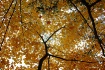 Veins of Gold
