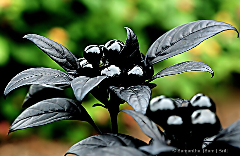 Black Pearl Ornamental Peppers