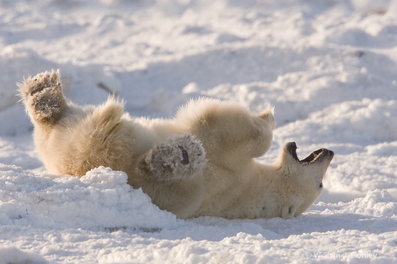 rolling and relaxing - ID: 7443248 © William J. Pohley