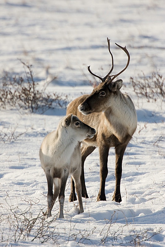 Caribou pair 2 - ID: 7449254 © William J. Pohley