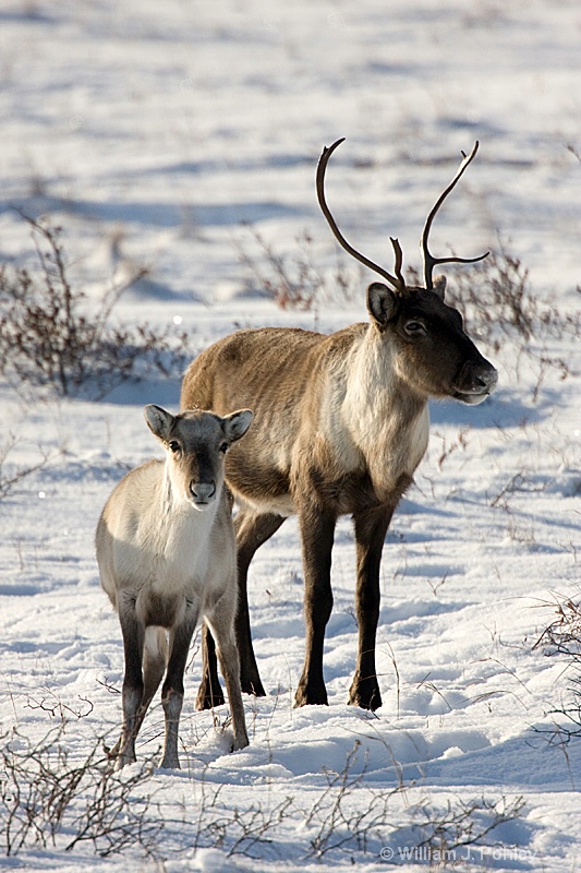 Caribou pair 3 - ID: 7449255 © William J. Pohley