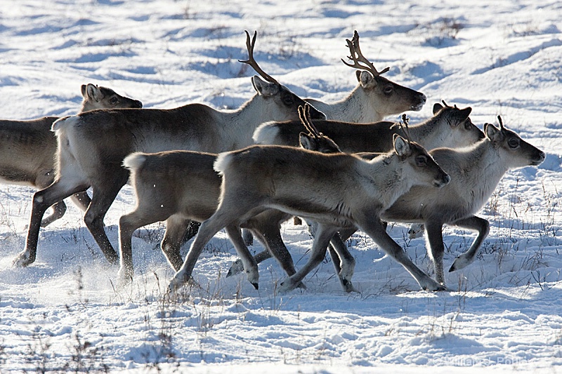Caribou Group - ID: 7449258 © William J. Pohley