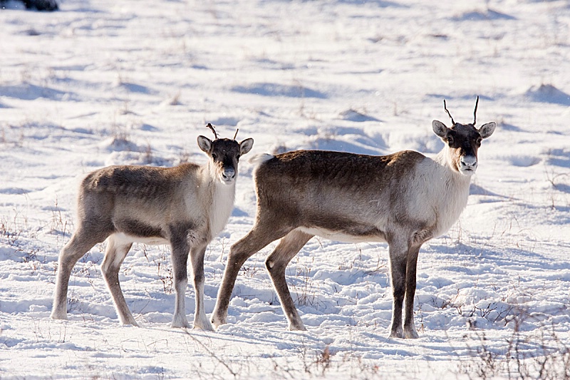 Caribou pair 3 - ID: 7449259 © William J. Pohley